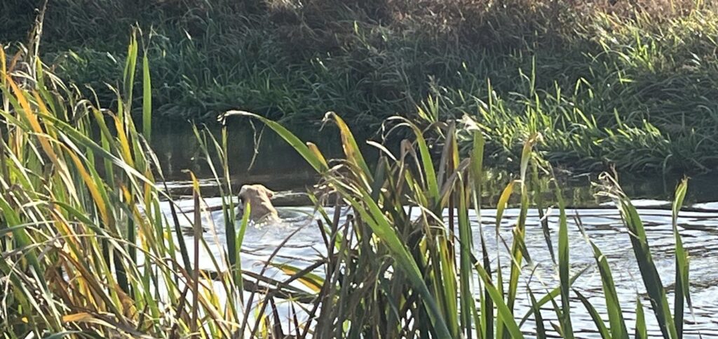 Poolsbrook canal walk